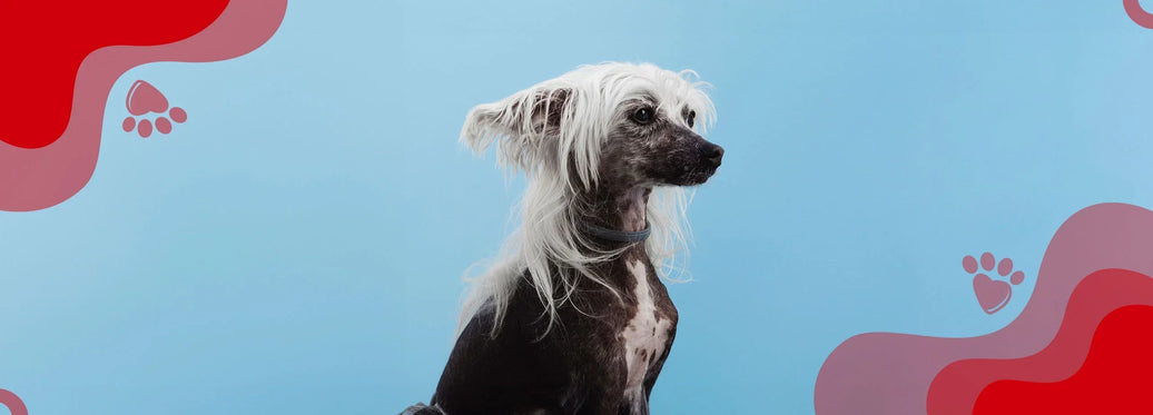 Domina la Caída del Pelo en Perros: Guía Práctica