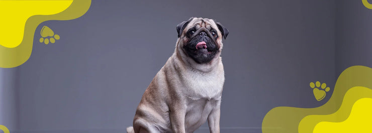 Obesidad en perros: Causas y soluciones