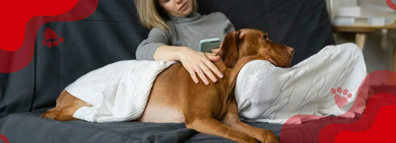 Perra en embarazo: Síntomas, cuidados, y consejos