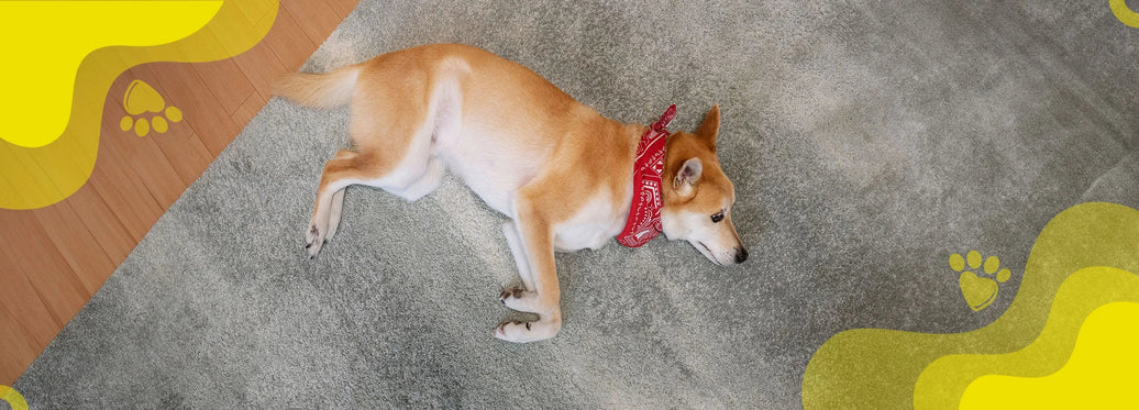 Flatulencias en perros: Causas y soluciones efectivas