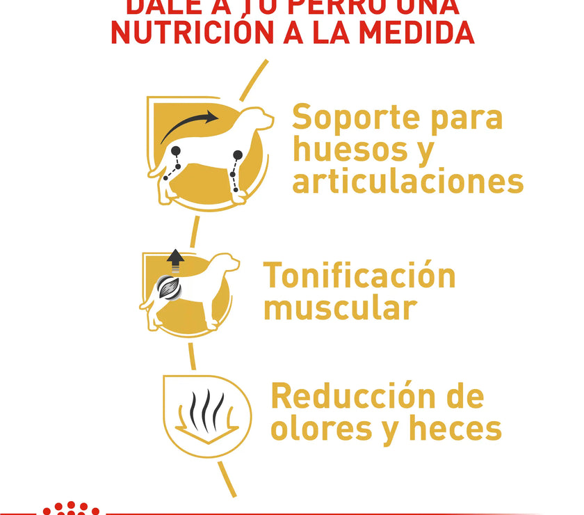 Alimento Royal Canin Bhn Dachshund Adulto x 1.5 Kg