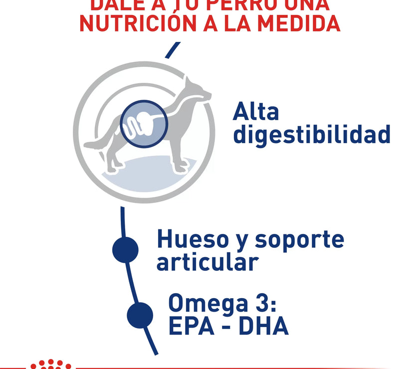 Alimento Royal Canin Shn Maxi Adulto - 4kg