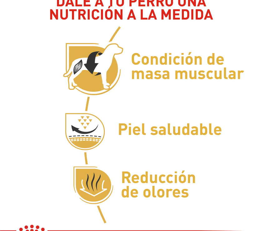 Royal Canin bulldog frances adulto x 9kg