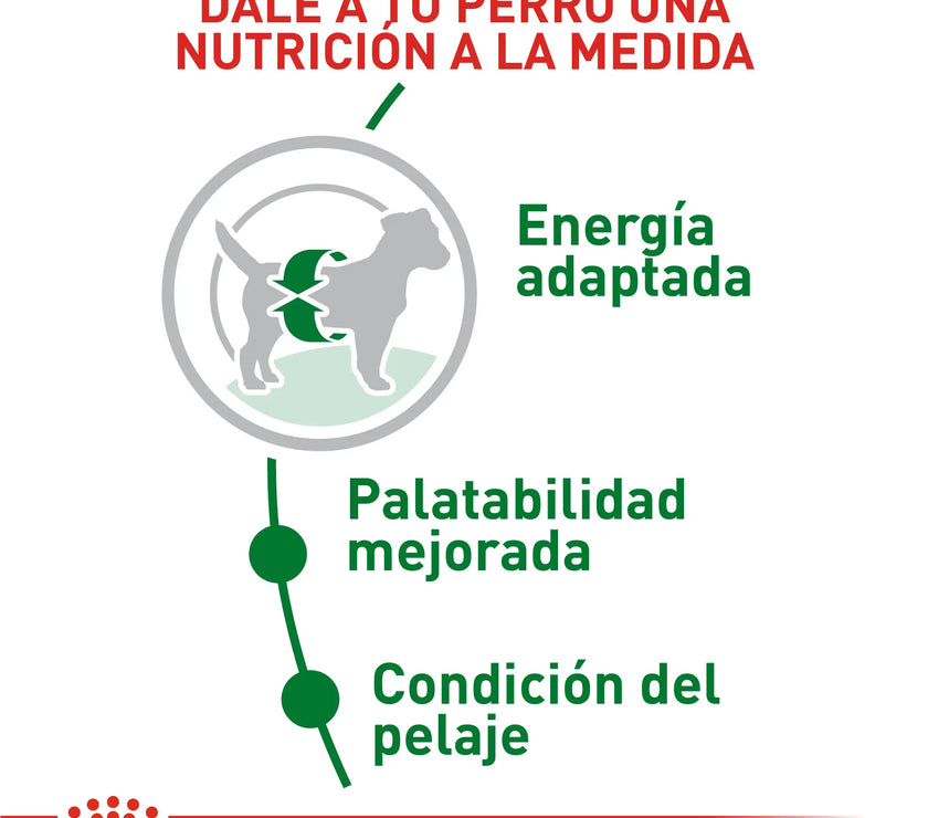 Alimento Royal Canin Shn Mini  Adulto