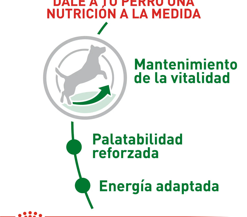 Alimento Royal Canin Shn Mini Mature 8+ 2Kg