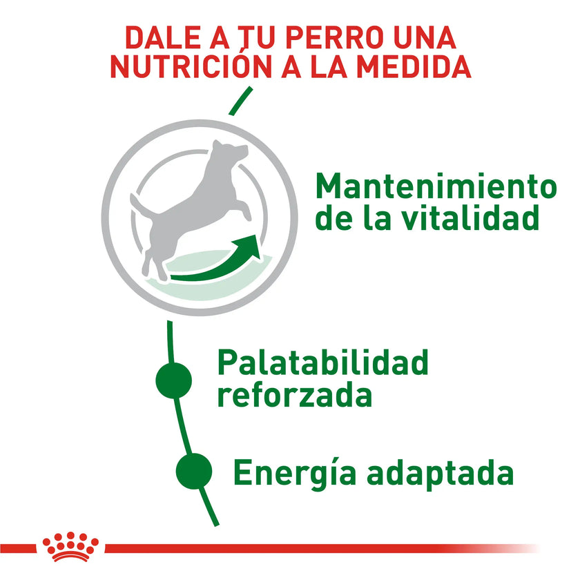 Alimento Royal Canin Shn Mini Mature 8+ 2Kg