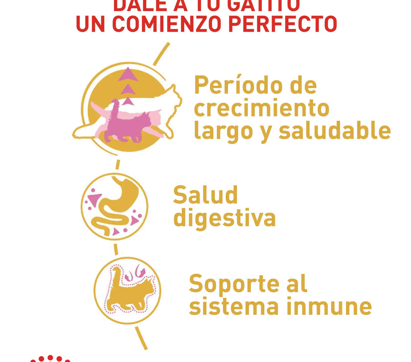 Alimento Royal Canin Fbn Maine Coon Kitten 4 Kg