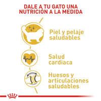 Alimento Royal Canin Fbn Ragdoll Adulto 2Kg