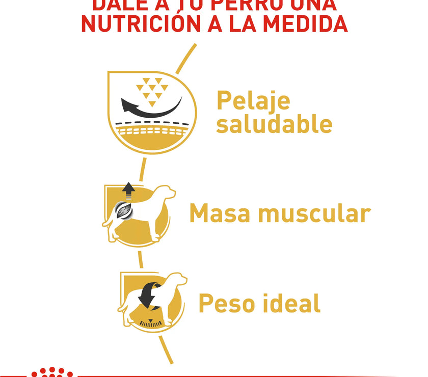 Alimento Royal Canin Bhn Pug Adulto x 3 Kg