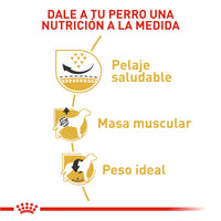 Alimento Royal Canin Bhn Pug Adulto x 3 Kg