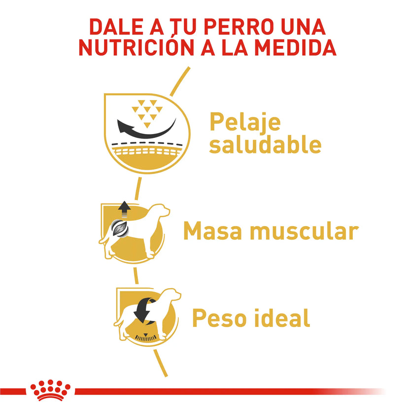 Alimento Royal Canin Bhn Pug Adulto x 3 Kg