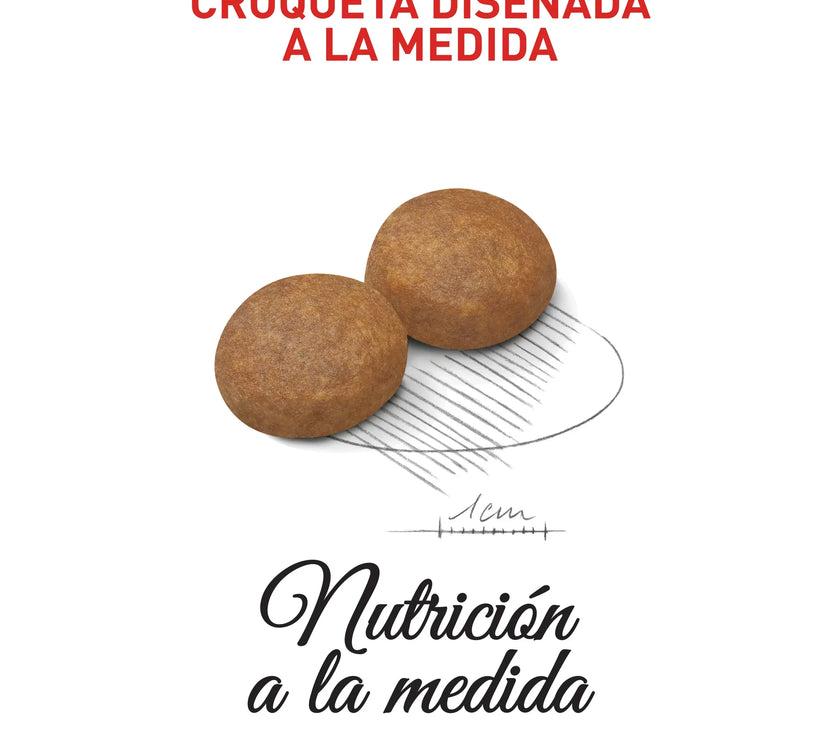 Alimento Royal Canin Shn Maxi Adulto  5+ 15Kg