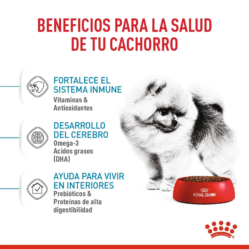 Alimento Royal Canin Shn Mini Indoor Puppy 1.5Kg