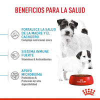 Alimento Royal Canin Shn Mini  Starter Mother & Baby Dog 1Kg