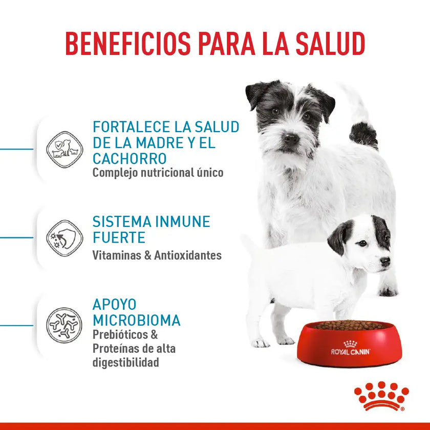 Alimento Royal Canin Shn Mini  Starter Mother & Baby Dog 1Kg