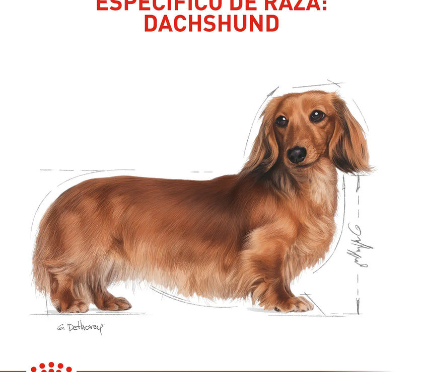 Alimento Royal Canin Bhn Dachshund Adulto x 1.5 Kg