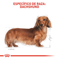 Alimento Royal Canin Bhn Dachshund Adulto x 1.5 Kg
