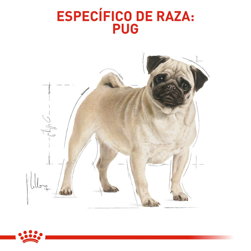 Alimento Royal Canin Bhn Pug Adulto x 3 Kg