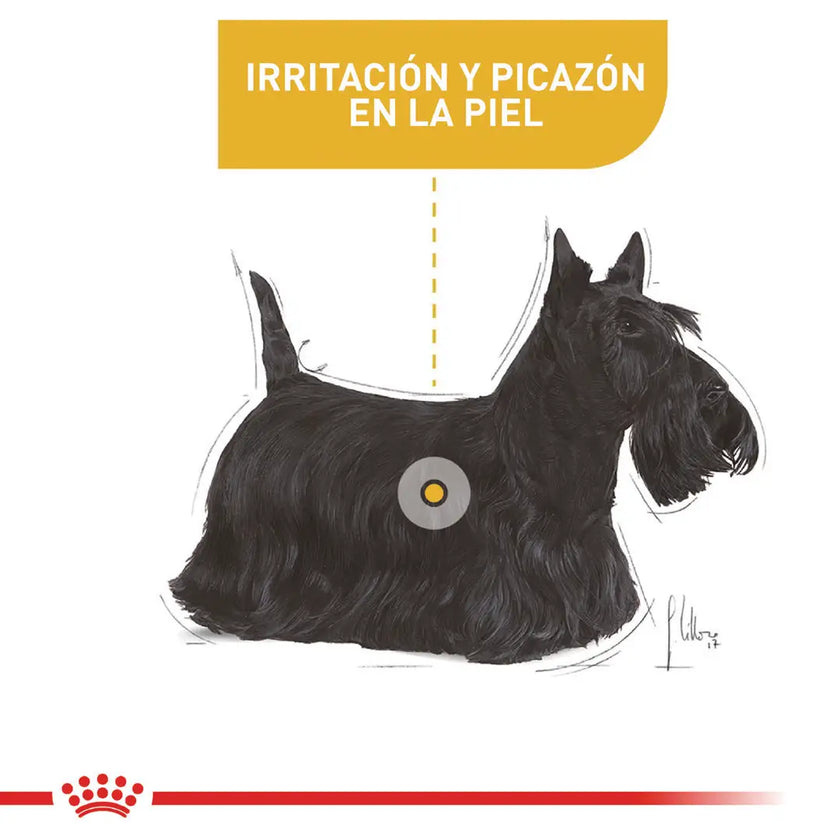 Alimento Royal Canin Ccn Mini Derma 3Kg