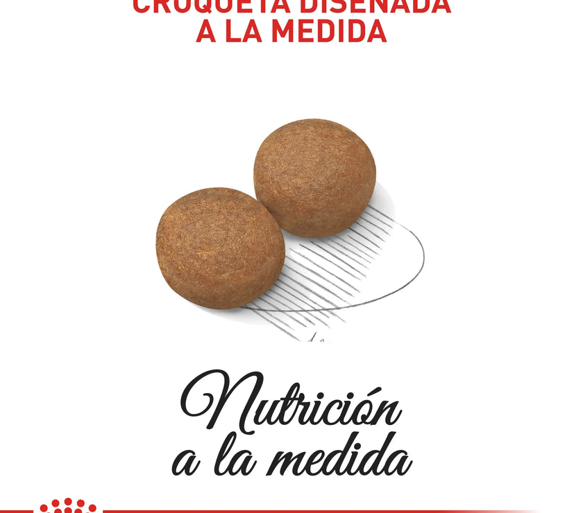 Alimento Royal Canin Shn Maxi Adulto - 4kg