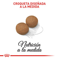 Alimento Royal Canin Shn Maxi Adulto - 4kg