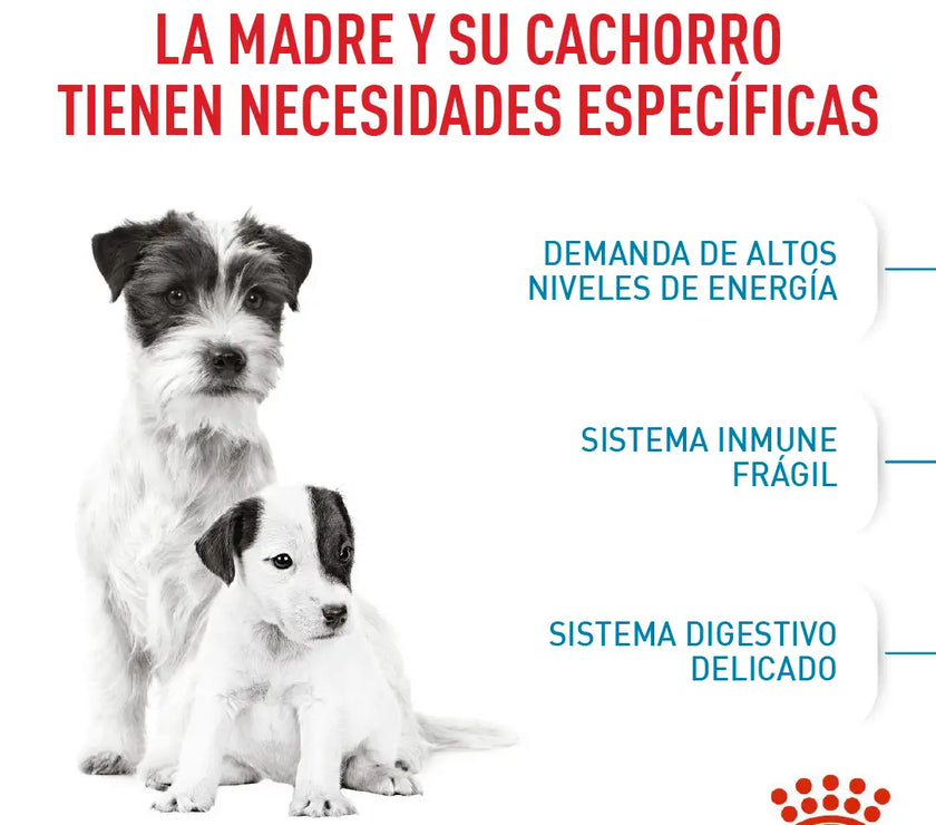 Alimento Royal Canin Shn Mini  Starter Mother & Baby Dog 1Kg