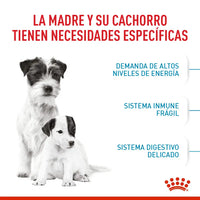 Alimento Royal Canin Shn Mini  Starter Mother & Baby Dog 1Kg