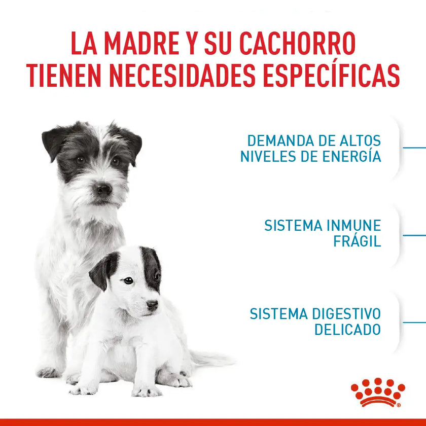 Alimento Royal Canin Shn Mini  Starter Mother & Baby Dog 1Kg