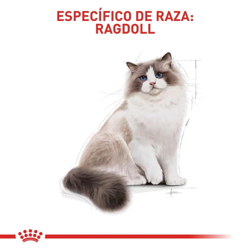 Alimento Royal Canin Fbn Ragdoll Adulto 2Kg