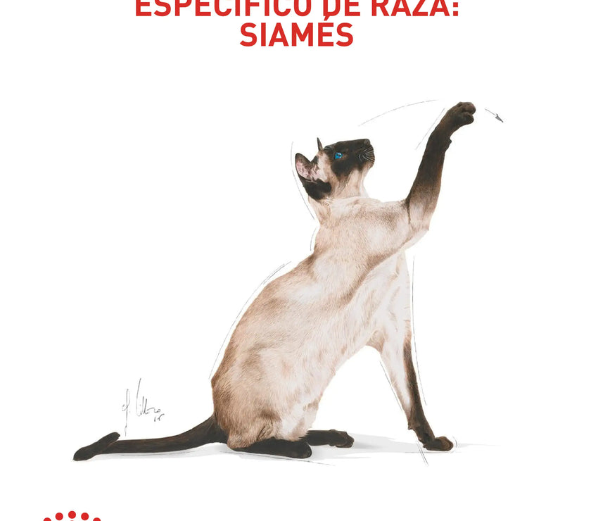 Alimento Royal Canin Fbn Siamese Adulto 2 Kg