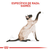 Alimento Royal Canin Fbn Siamese Adulto 2 Kg