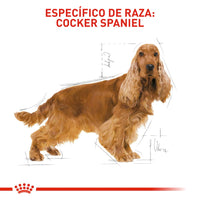 Alimento Royal Canin Bhn Cocker Adulto x 3 Kg