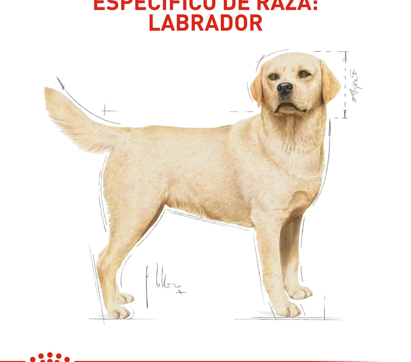 Alimento Royal Canin Bhn Labrador Adulto 13.6 Kg