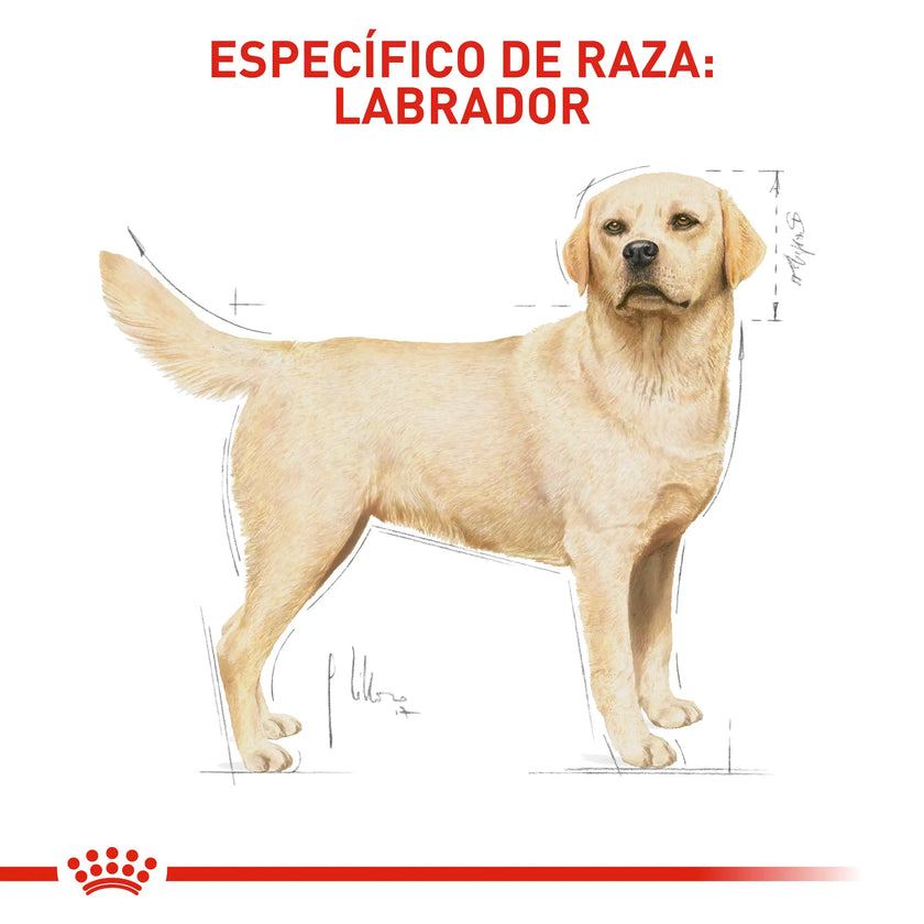 Alimento Royal Canin Bhn Labrador Adulto 13.6 Kg