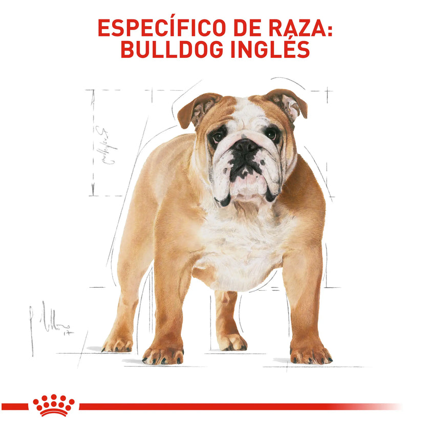Alimento Royal Canin Bhn Bulldog Ingles Adulto