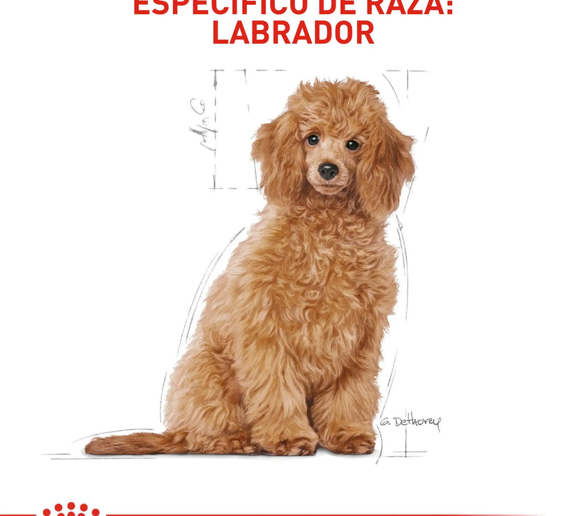 Alimento Royal Canin Bhn Poodle Puppy x 3 Kg