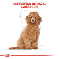 Alimento Royal Canin Bhn Poodle Puppy x 3 Kg