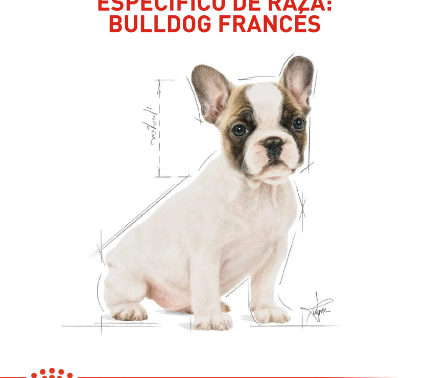 Alimento Royal Canin Bhn  Bulldog Frances Puppy