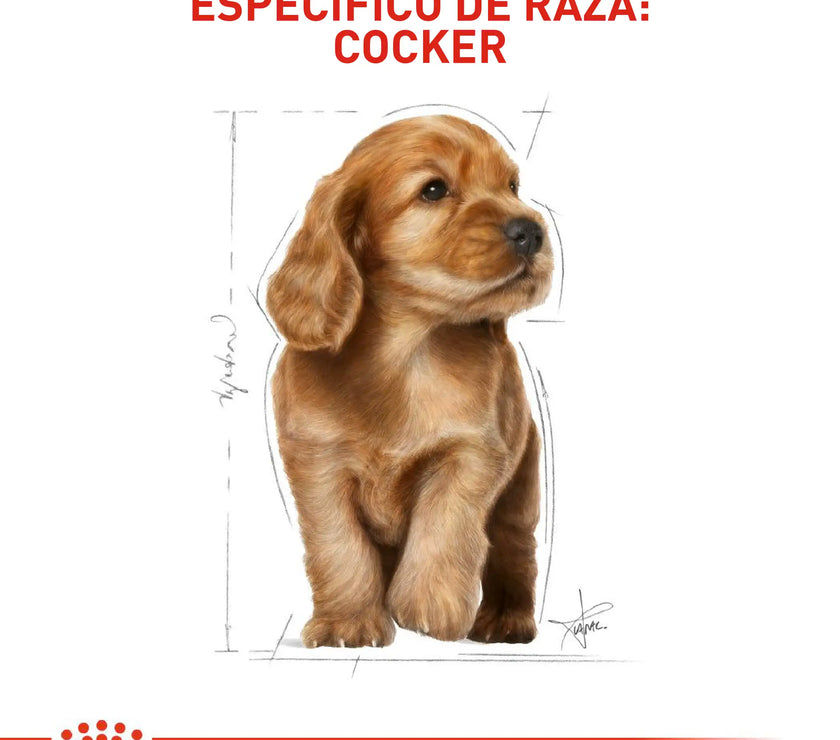 Alimento Royal Canin Bhn Cocker Puppy x 3 Kg