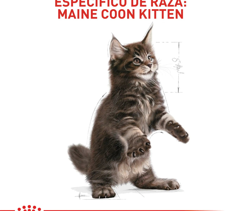 Alimento Royal Canin Fbn Maine Coon Kitten 4 Kg