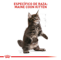 Alimento Royal Canin Fbn Maine Coon Kitten 4 Kg