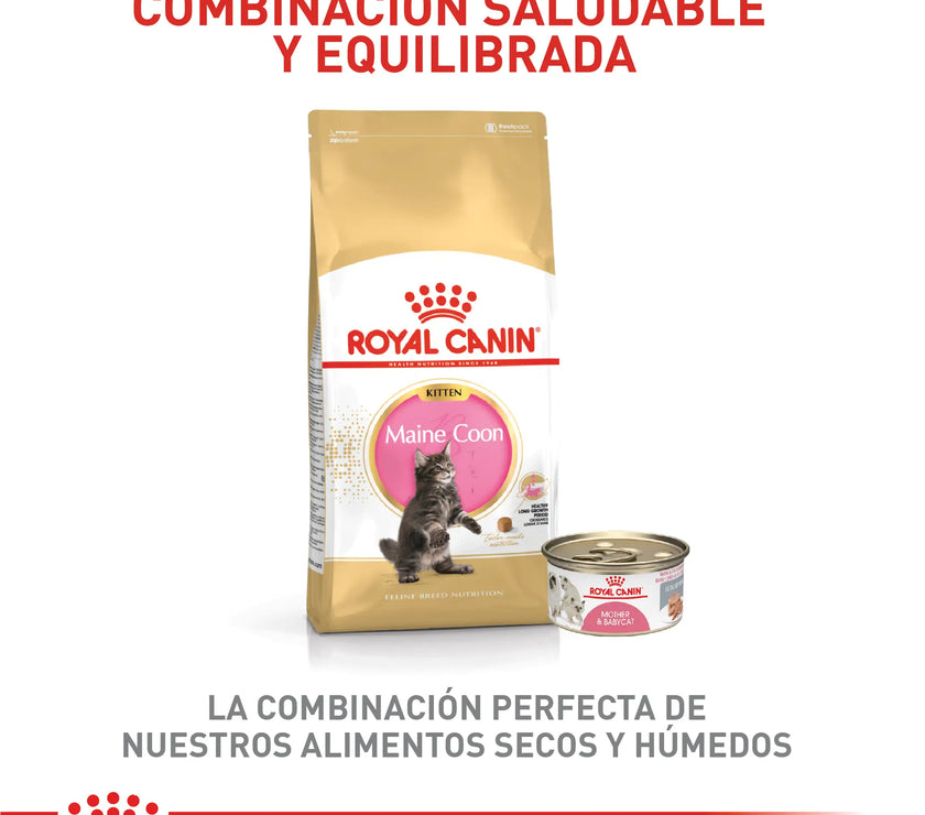 Alimento Royal Canin Fbn Maine Coon Kitten 4 Kg