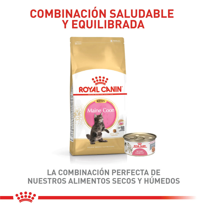 Alimento Royal Canin Fbn Maine Coon Kitten 4 Kg