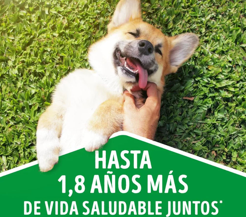 Comida Húmeda Para Perro Dog Chow Todos Los Tamaños Con Carne X 100 GR