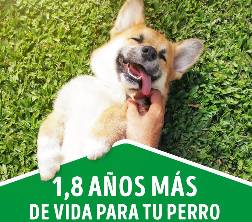 Comida Húmeda Para Perro Dog Chow Todos Los Tamaños Cordero X 100 Gr