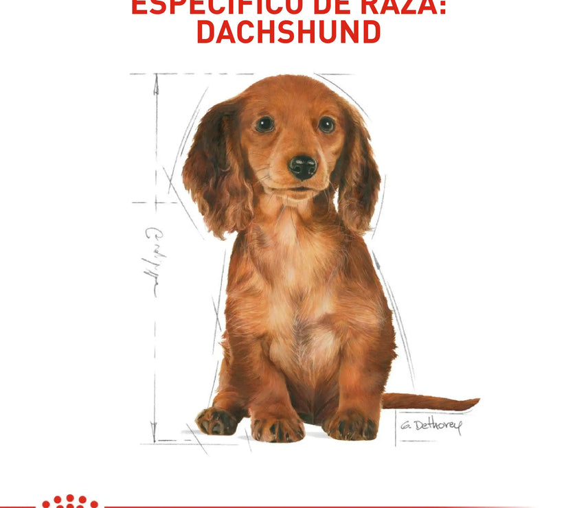 Alimento Royal Canin Bhn Dachshund Puppy  x 1.13 Kg