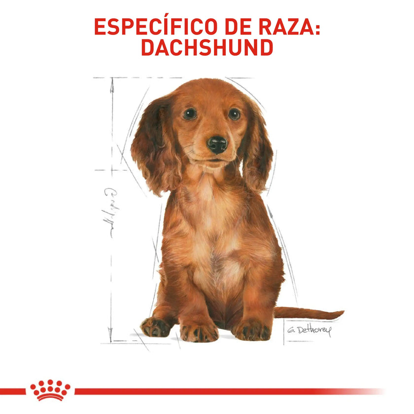Alimento Royal Canin Bhn Dachshund Puppy  x 1.13 Kg