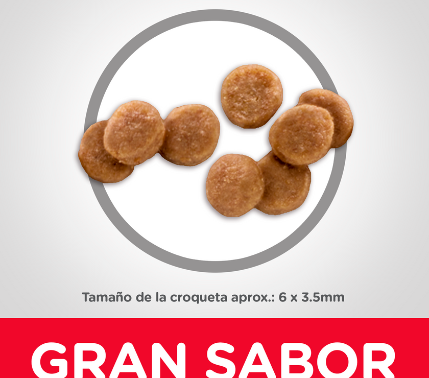 Hill's Science Diet Kitten concentrado para gatitos sabor pollo