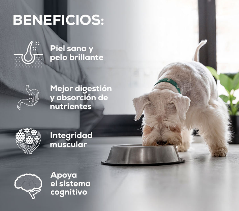 Comida para Perro Grandvita adulto raza pequeña