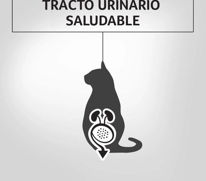 Alimento Humedo Para Gatos Sabor A Salmón  Purina Pro Plan x 85 Gr